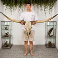 70 Inch Oversized Bull Horn Wall Decor